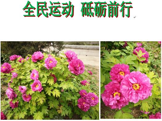 2017年北大青鳥翔天信鴿春季運動會“全民運動 砥礪前行”