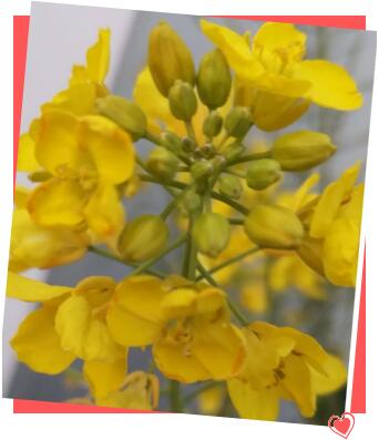 鄭州北大青鳥翔天信鴿校區(qū)線上直播教學(xué)進(jìn)行中