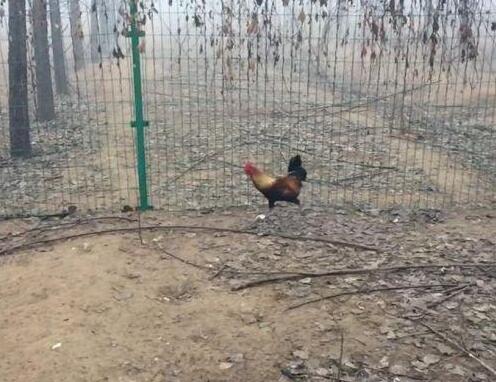 鄭州北大青鳥:“跑步雞”都在用IT技術改變命運,在不抓緊就晚了